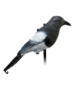 Cimbel urraca Cimbel urraca