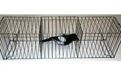 Jaula para captura de urracas con 2 departamentos